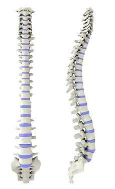 3D Spine 1